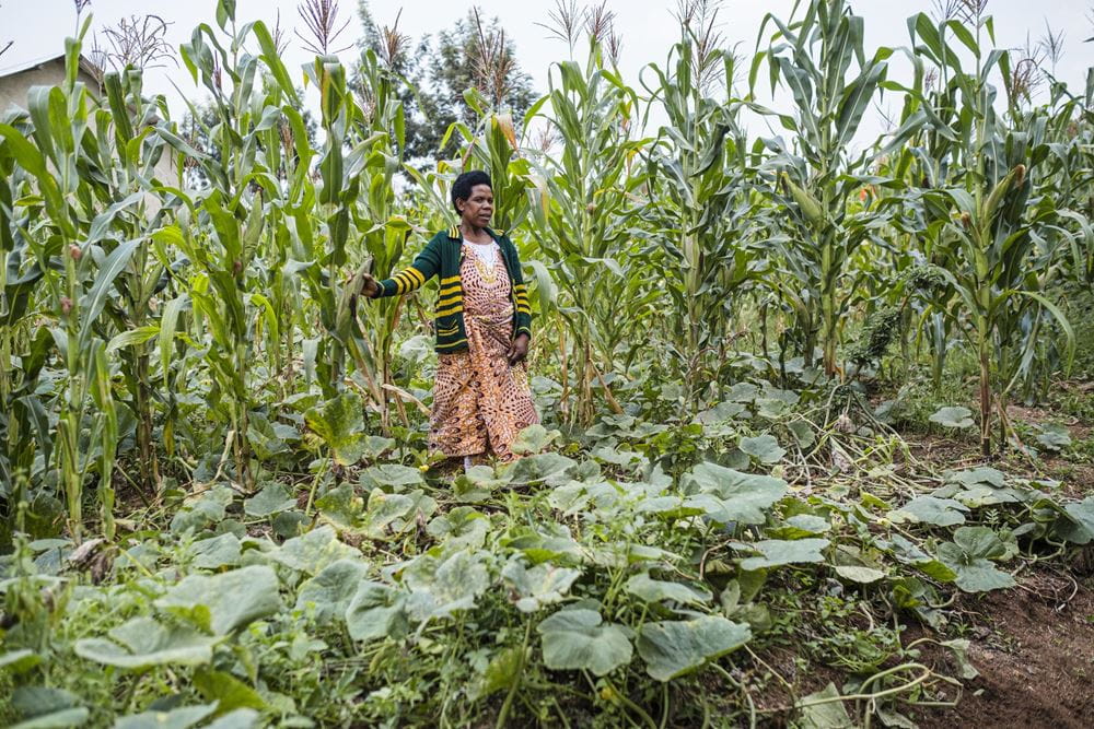Eine Frau steht auf einem Feld mit Gemüse im Vordergrund und Maisstauden im Hintergrund (Quelle: Martin Bondzio)